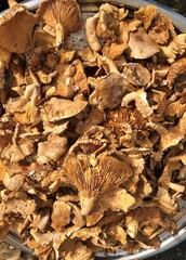 View of mushrooms in farmer's market in Istanbul, Turkey.