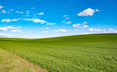 Fototapeta na wymiar Green Grass Texture with Blang Copyspace Against Blue Sky