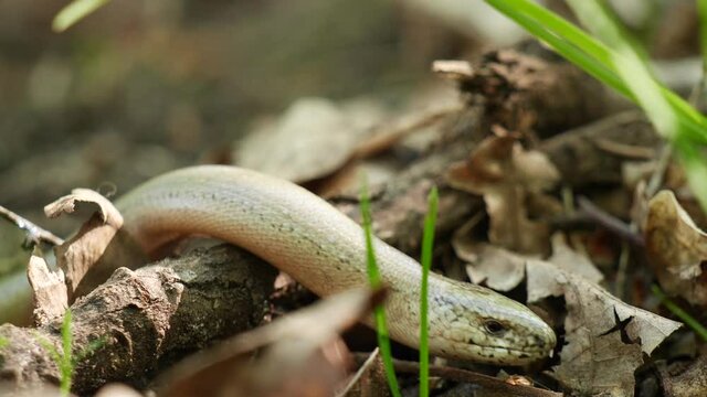 Ringelnatter schl&auml;ngelt sich &uuml;ber den Waldboden