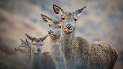 Naklejka na ściany i meble Four female deer standing close together, close up looking the at the camera