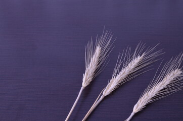 
three dry spikelets of bread with a slope