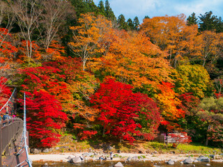 Obraz premium Autumn leaves on a riverside (Tochigi, Japan)