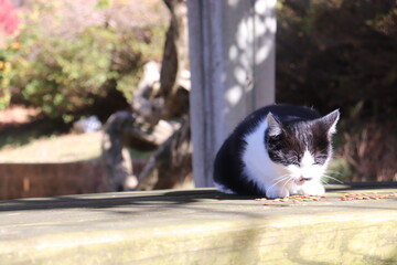 公園の野良猫