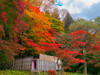 Autumn leaves and open-air hot spring (Tochigi, Japan)