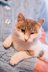 gray-white kitty on the background of a blue sweater