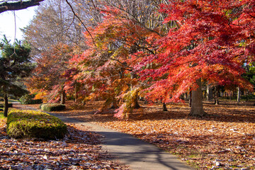 秋の公園　綺麗に色づく紅葉の葉