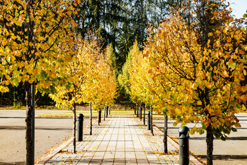 Naklejka premium Autumn scenery - alley with small trees in a park