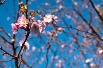 さくらと青空