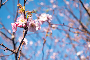 桜と青空