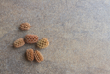 brown pine cones on ground. Equisetifolia.