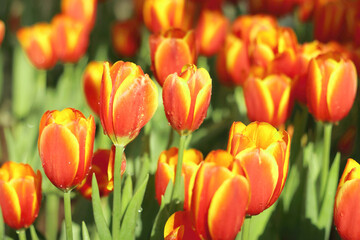 Beautiful colorful tulips flower with green leaf blooming in tulip field.