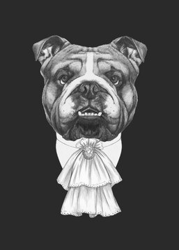 Portrait of Aristocrat English Bulldog. Hand-drawn illustration.
