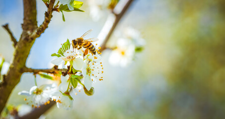 Closeup of a Honey Bee gathering nectar and spreading pollen on white flowers on cherry tree.