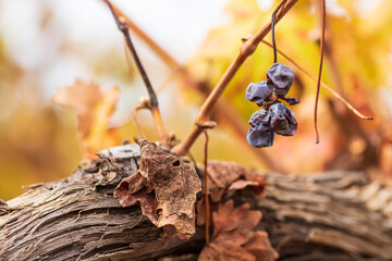 Brush of dry wine grapes after harvest on blurred background