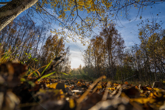 beautiful forest with sunshine in autumn and colorful leafs