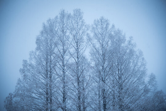 雪国の雪で覆われた樹木