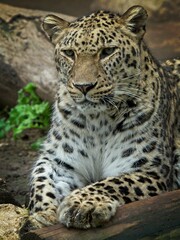 Leopard resting and staring