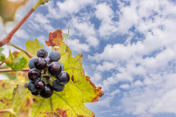 Grape cluster against the background of autumn foliage and sky with clouds
