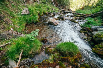 Scenic landscape to wild beautiful flora on small river in woods on mountainside. Mossy fallen tree trunks and boulders with mosses in clear spring water. Forest scenery to cascades in mountain creek.