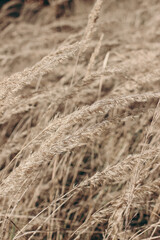 Field of golden dry festuca grass. Autumn landscape in sunlight. Closeup of fading wild meadow plants. Selective focus, blurred background. Seasonal nature concept.