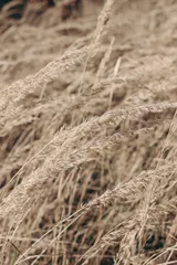 Feld des goldenen trockenen Festuca-Grases. Herbstlandschaft im Sonnenlicht. Nahaufnahme von verblassenden wilden Wiesenpflanzen. Selektiver Fokus, unscharfer Hintergrund. Saisonales Naturkonzept. © tabitazn