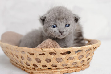 Cute gray kitten in a basket