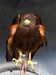 Harris Hawk Close Up
