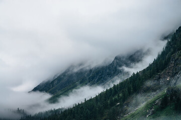 Ghostly foggy coniferous forest on rocky mountainside. Atmospheric view to big crags in dense fog. Low clouds among giant mountains with conifer trees. Minimalist dramatic scenery at early morning.