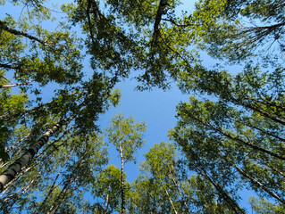 Crowns of green trees against a blue sky