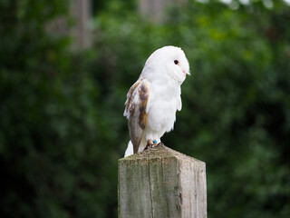 Barn Owl