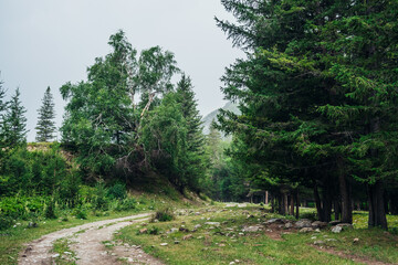 Atmospheric green forest landscape with dirt road among firs in mountains. Scenery with dirt road on rocks and stones through mountain coniferous forest. View to conifer trees in mountain woodland.