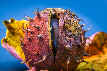 Colourful still life of pine cones, chestnuts and autumn leaves.