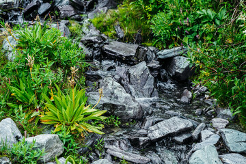 Great variety of grasses and flowers near spring water among stones. Mountain clear water stream near motley herbs. Rich vegetation of highlands. Small river among rich flora. Beauty of alpine nature.