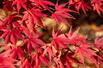 綺麗に色づいたもみじの葉