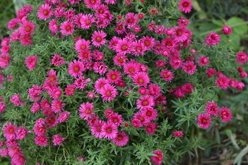 Fototapeta premium Pink chrysanthemums bloom on a sunny autumn day. Natural beauty.