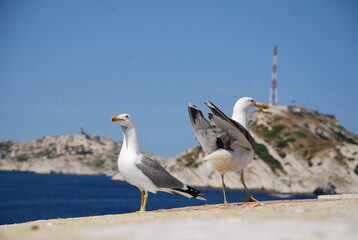 Pose de Goéland au Château d'If - île de Friou Marseille