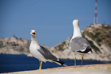 Pose de Goéland au Château d'If - île de Friou Marseille
