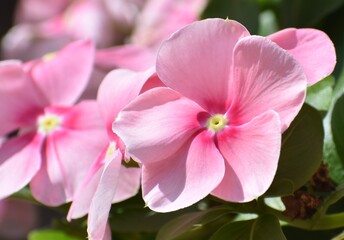 Close up of a pretty pink periwinkle flower