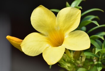 Beautiful yellow allamanda flower blossoming in a garden