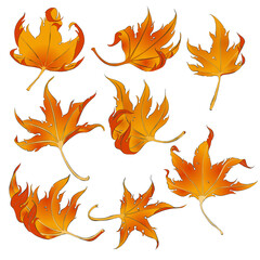 Beautiful vector set of autumn leaves.