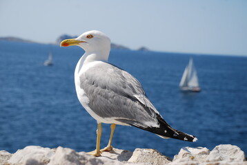 Pose de Goéland au Château d'If - île de Friou Marseille