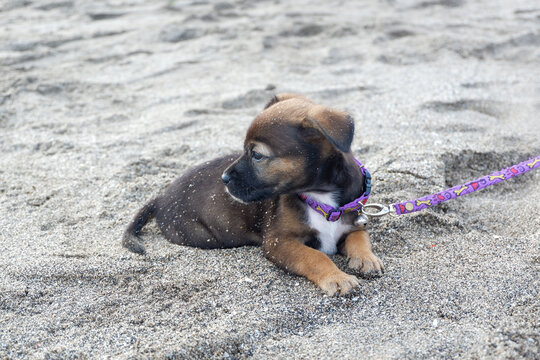 A portrait of a puppy at the beach in the afternoon in Bali