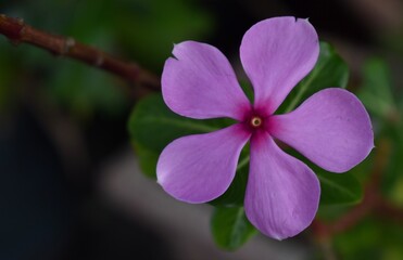 Close up of a pretty purple periwinkle flower in a garden