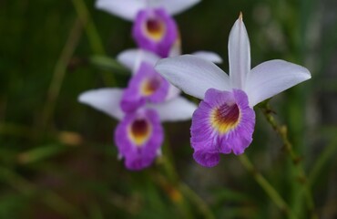 Flower bed of pretty violet bamboo orchids