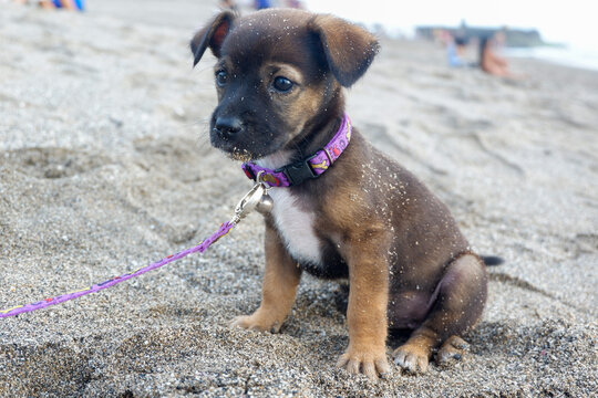 A portrait of a puppy at the beach in the afternoon in Bali