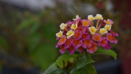 Close up of multi-coloured lantana flowers in a garden