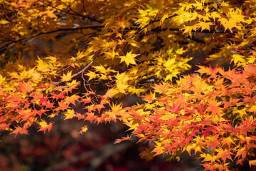 綺麗に色づくもみじの風景