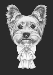 Portrait of Aristocrat Yorkshire Terrier. Hand-drawn illustration.