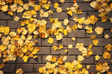Autumn yellow leaves fallen on the ground