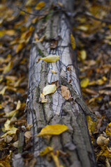 mushrooms on a tree
